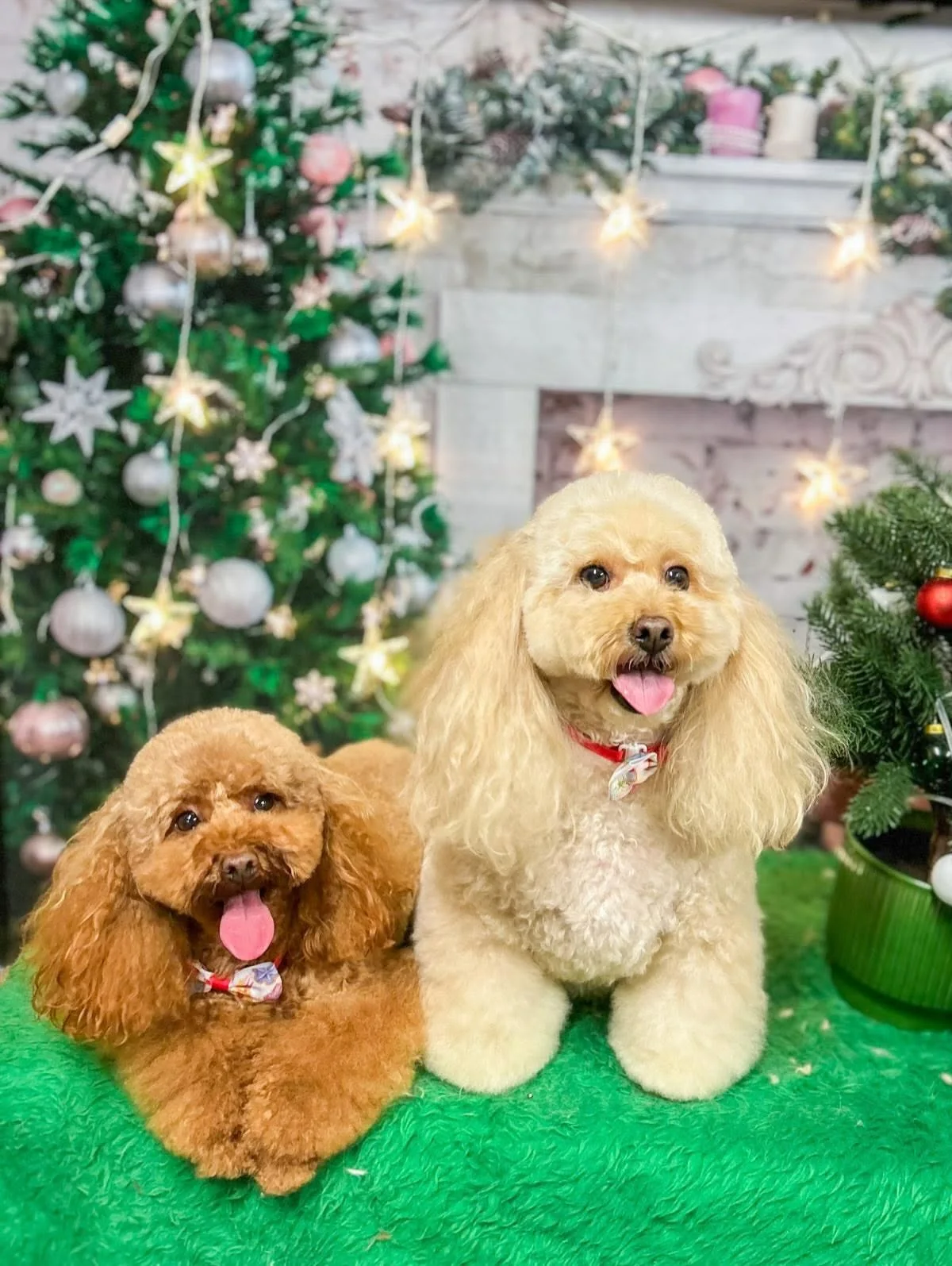 Two freshly groomed poodles in a Christmas setting