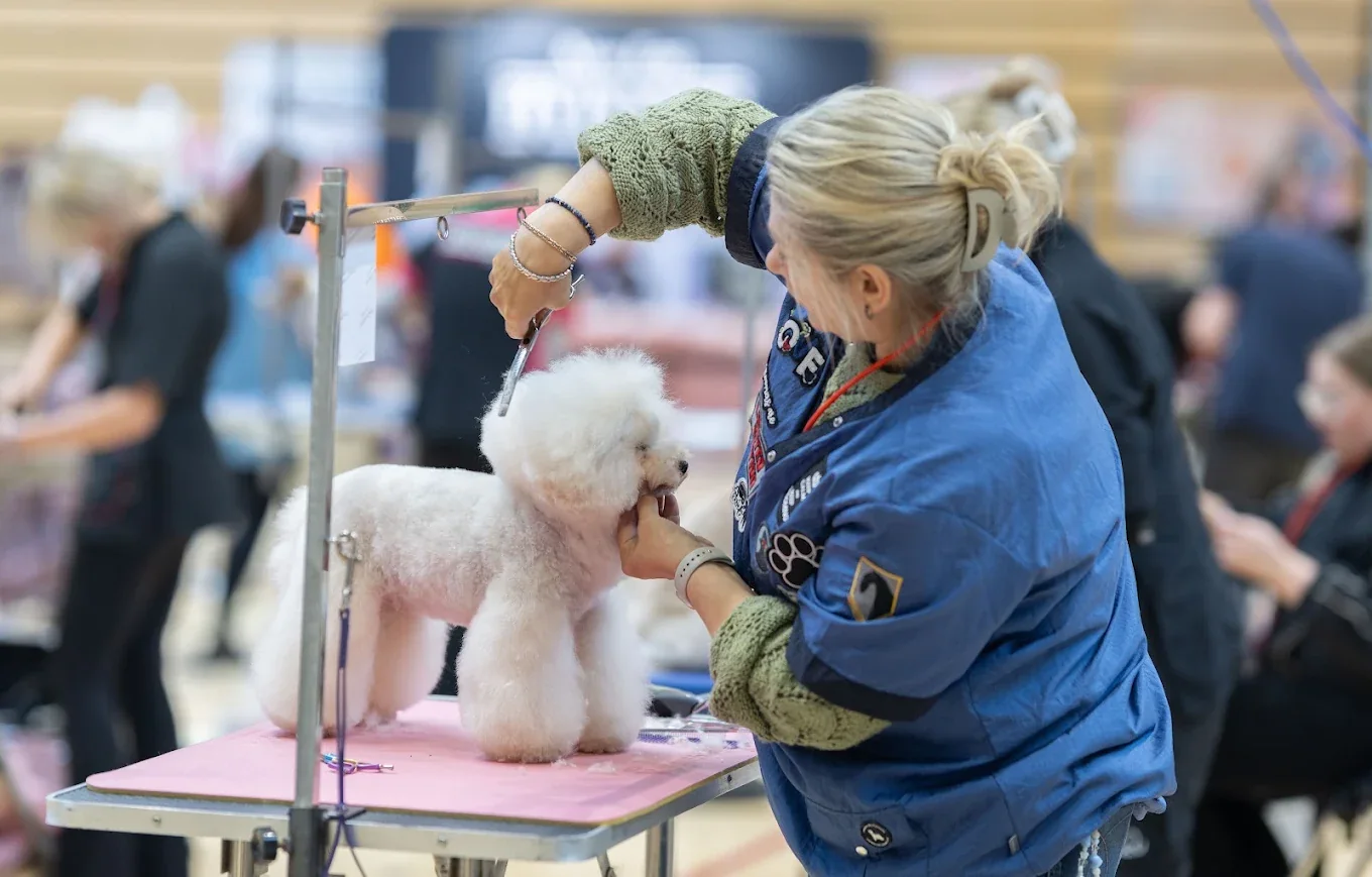 Sweet Paws groomer carefully styling a white dog