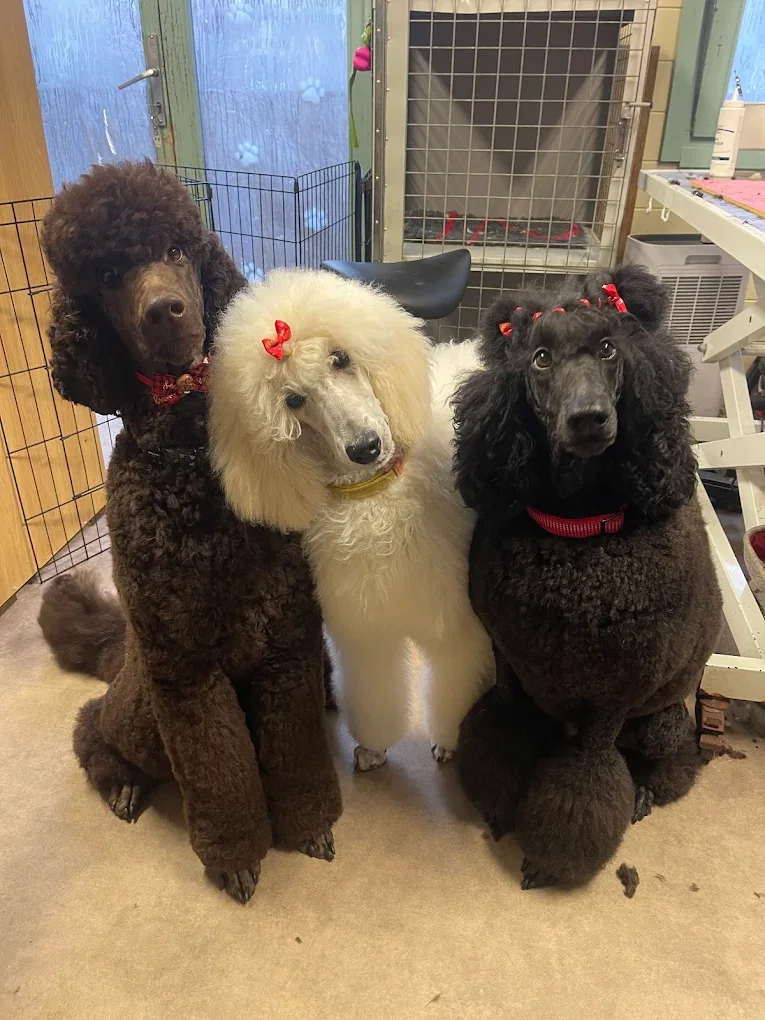 Three standard poodles after professional grooming